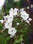 Phlox Antonine Mercie
